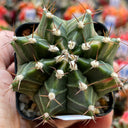'Ruiyun Peony' Live Cactus, 3-4cm