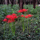 Red Spider Lily, 3 Bulbs