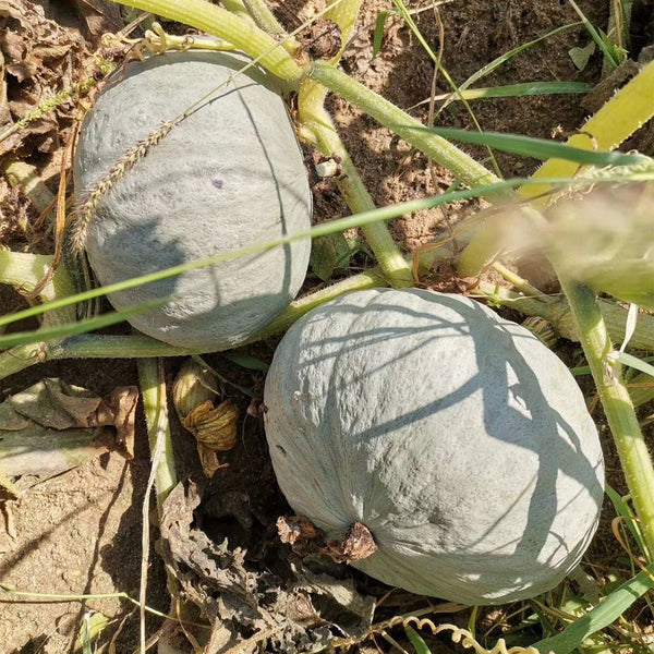 'Jiemei' Silver Chestnut Pumpkin, 10 Seeds