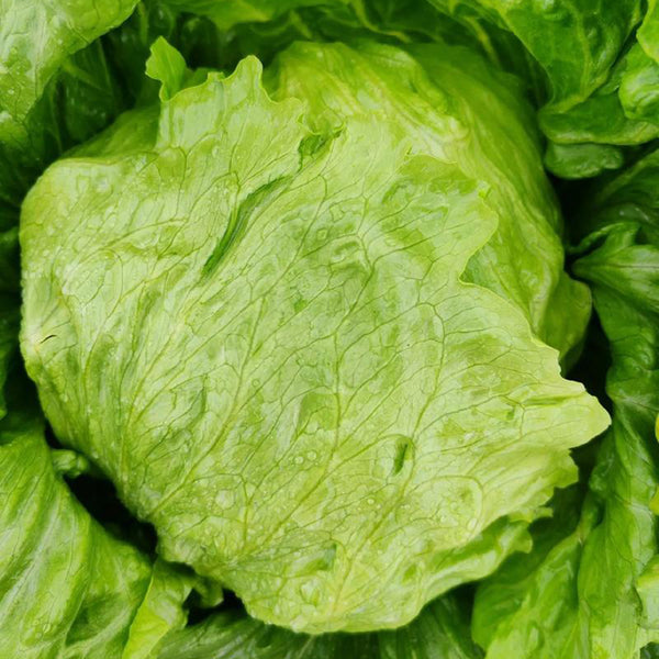 Green Ball Lettuce Seeds, 2g
