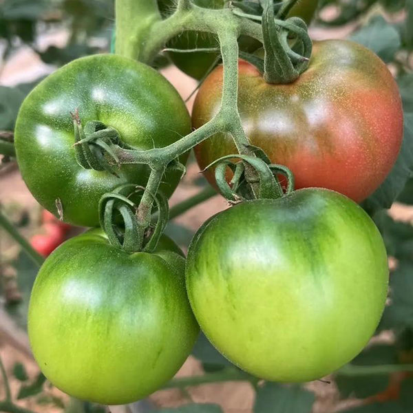 Xingchi Big Strawberry Tomato, 10 Seeds