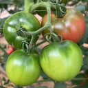 Xingchi Big Strawberry Tomato, 10 Seeds