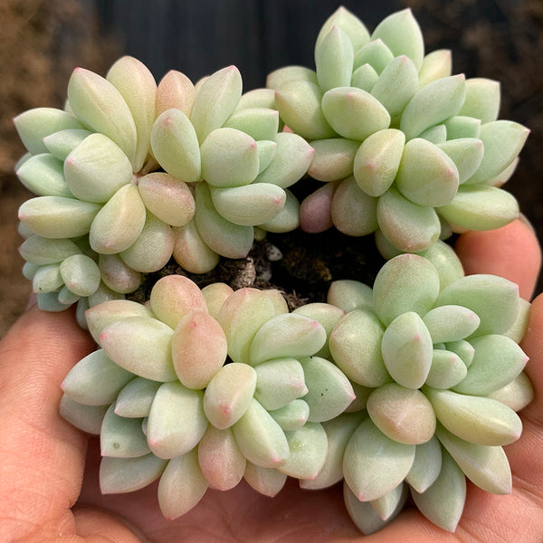 Echeveria cv. 'Bubblegum', 3pcs x 1-head