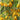 920 Sweet Beverly Tomato, 5 Seeds