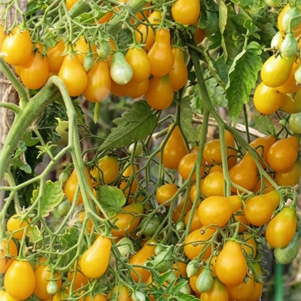 920 Sweet Beverly Tomato, 5 Seeds