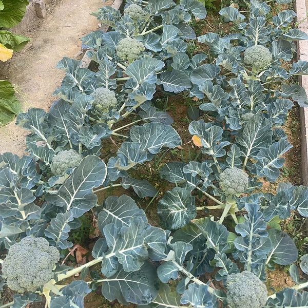 Broccoli Seeds, 50 Grams ≈ 13000~16500 Seeds