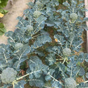 Broccoli Seeds, 50 Grams ≈ 13000~16500 Seeds
