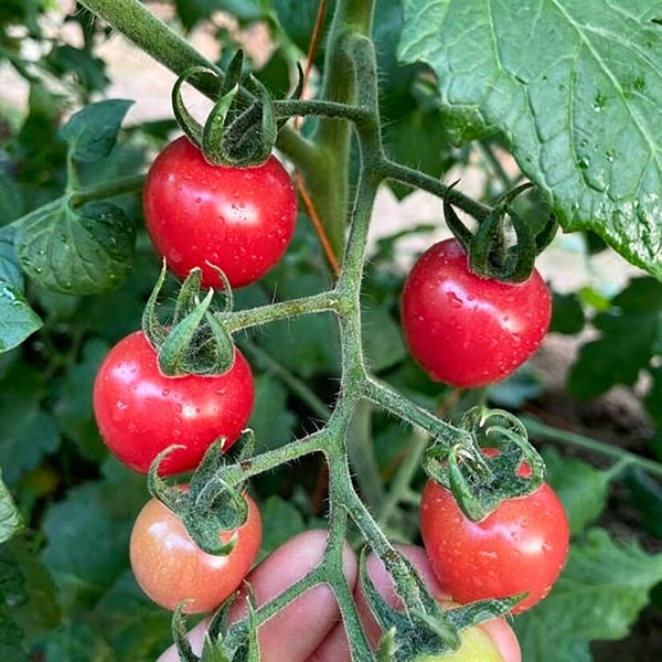 'Zhongying 2478' Cherry Tomato, 100 Seeds