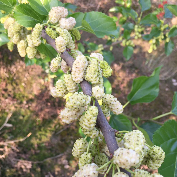 Korean Big White Pearl Mulberry, 2Pcs Saplings