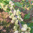 Korean Big White Pearl Mulberry, 2Pcs Saplings