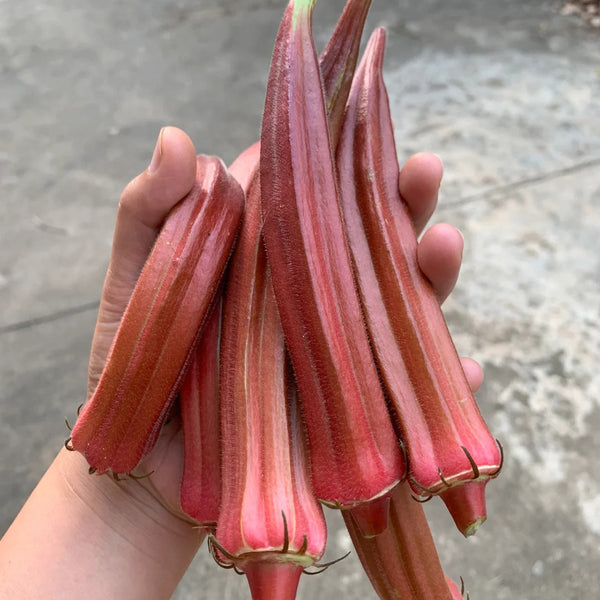 Fruit Red Okra Seeds, 10g