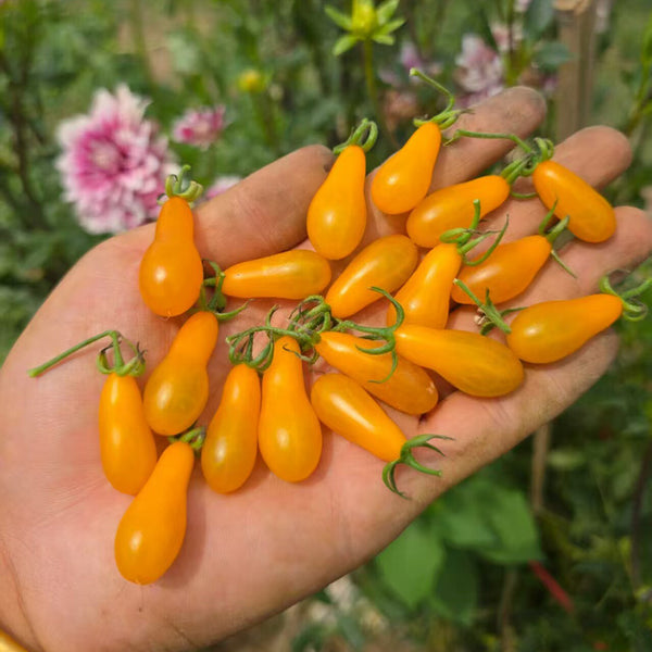1021 Wild Tiny Yellow Pear Tomato, 5 Seeds