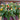 Ornamental Pepper Seeds, 100 Seeds