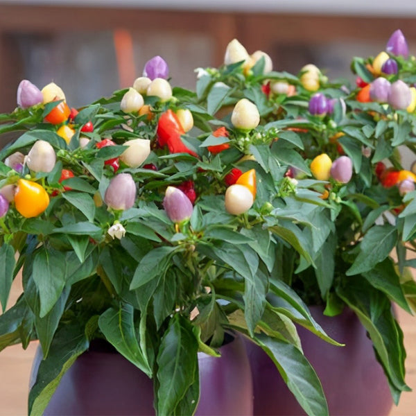 Ornamental Pepper Seeds, 100 Seeds