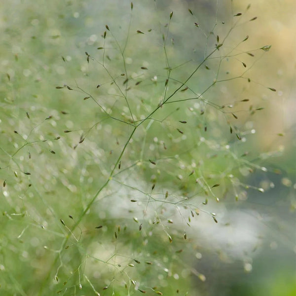 Cloud Grass Seeds, 1000 Seeds