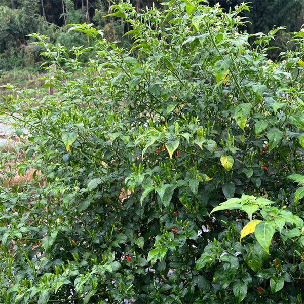 Bird's Eye Chili, 25 Seeds