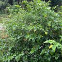 Bird's Eye Chili, 25 Seeds