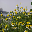 Hezhichun German Chamomile, 300 Seeds