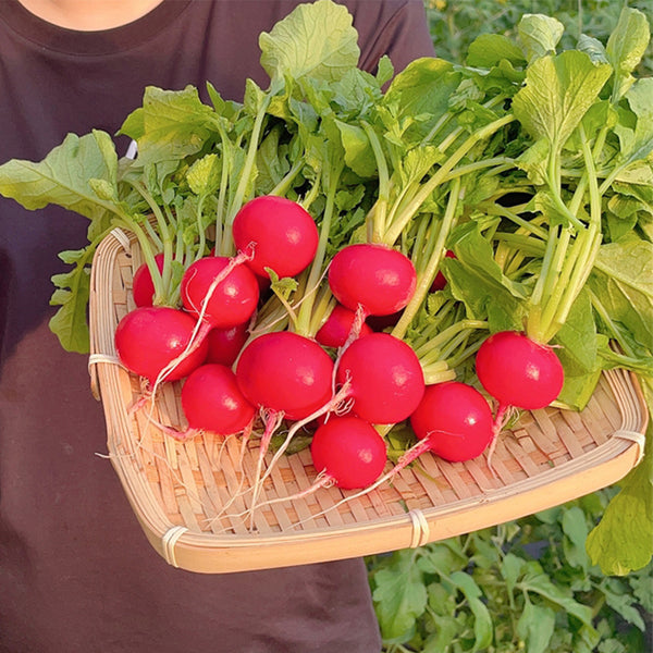 Red Cherry Radish Seeds, 10g