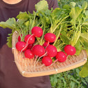 Red Cherry Radish Seeds, 10g