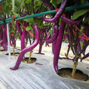'Hangqie No.1' Eggplant Seeds, 100 Seeds