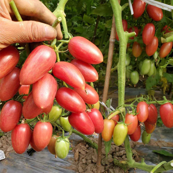 52 Cherry Pink Cat Tomato, 5 Seeds