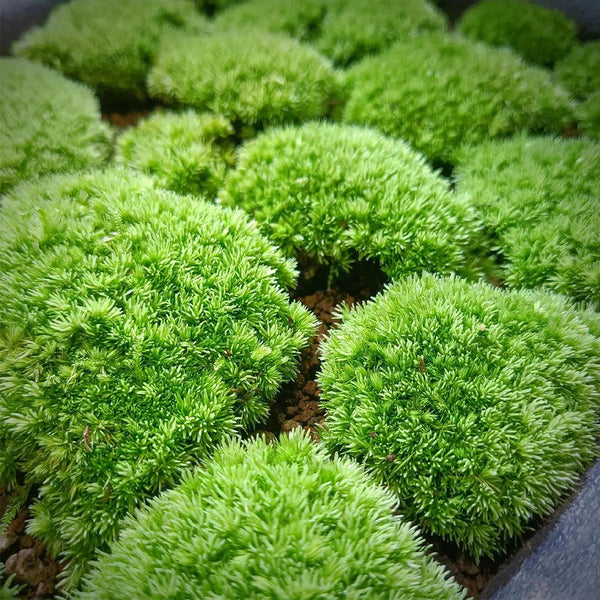 White Cushion Moss Seeds, 500 Seeds