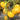 843 Cream Oxheart Tomato, 5 Seeds