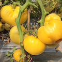 843 Cream Oxheart Tomato, 5 Seeds