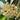 Whorled Wax Plant, 5 Cuttings