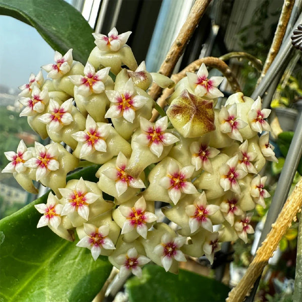 Whorled Wax Plant, 5 Cuttings