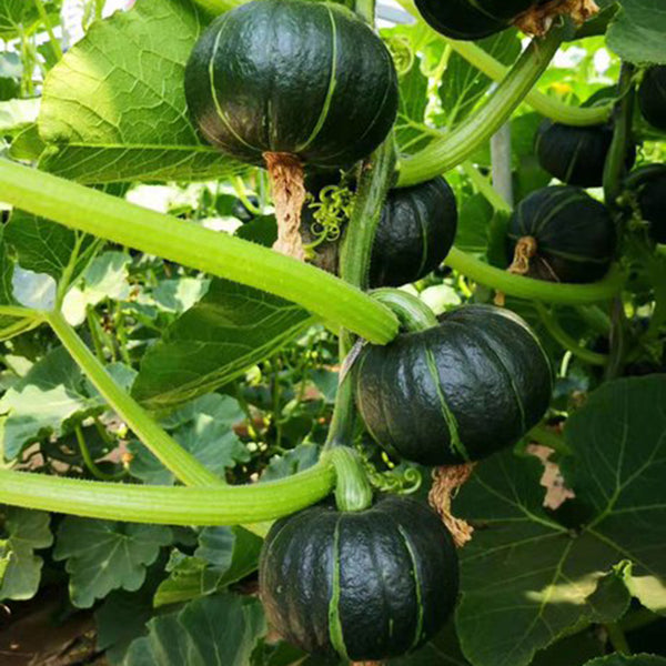 Zhongbei No.2 Pumpkin Seeds, 50 Seeds