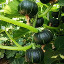 Zhongbei No.2 Pumpkin Seeds, 50 Seeds