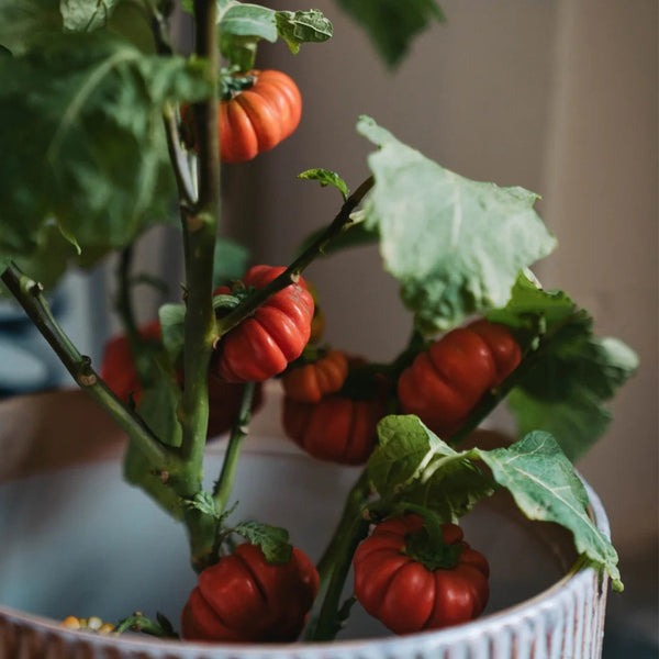 African Red Scarlet Eggplant, 200 Seeds