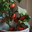 African Red Scarlet Eggplant, 200 Seeds
