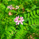 Crown Vetch Seeds, 10g