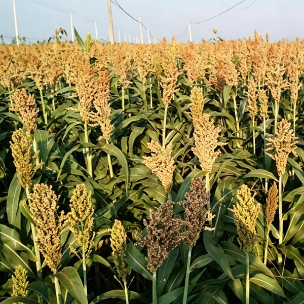 'Bainuo No.1' White Waxy Sorghum Seeds, 40g