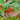 African Red Scarlet Eggplant, 200 Seeds