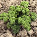Curly Leaf Parsley Seeds, 2g