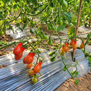 32 Elf's Tear F7 Tomato, 5 Seeds