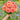 W1346 Large-Flowered Salmon Zinnia, 100 Seeds