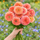 W1346 Large-Flowered Salmon Zinnia, 100 Seeds