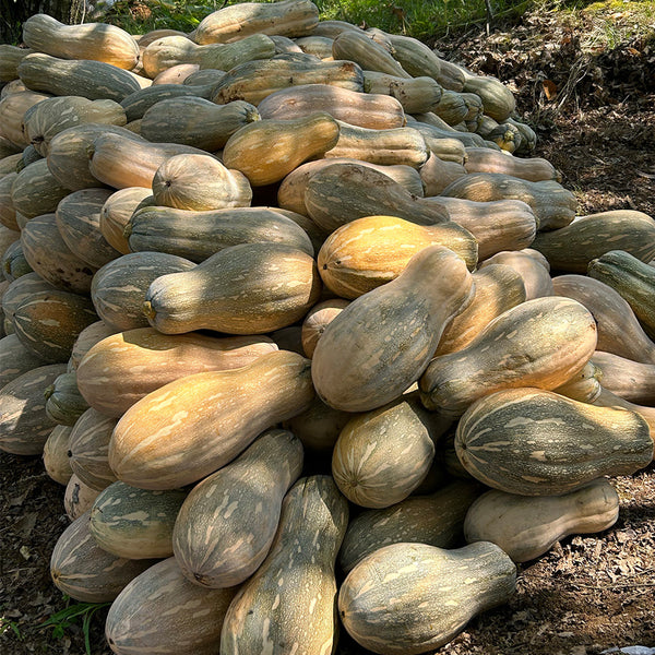 'Jiemei' Miben Pumpkin, 10 Seeds