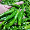 Korean Green Chili Pepper, 20 Seeds
