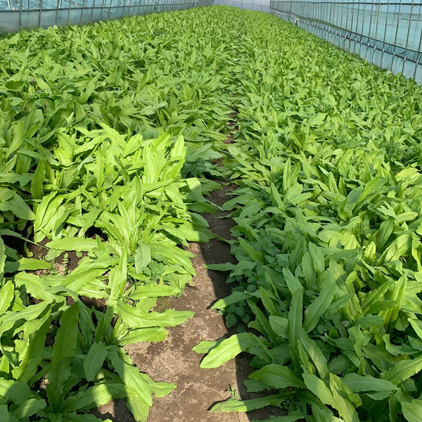 Traditional Tender Youmai Cai Seeds, 10g