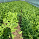 Traditional Tender Youmai Cai Seeds, 10g