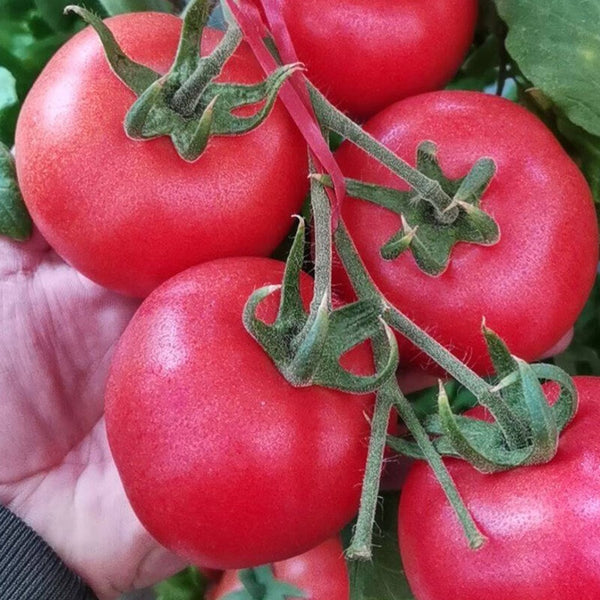 Jinpeng No.3 Tomato F1 Seeds, 5g