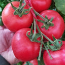 Jinpeng No.3 Tomato F1 Seeds, 5g