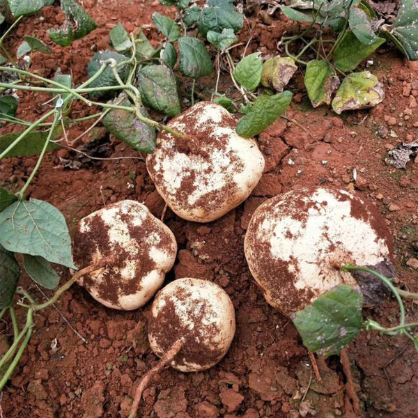 Yam Bean Seeds, 100 Seeds