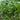 Boya 533 Cucumber, 50 Seeds